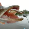 Conjunto de Amostras Softbait Cauda Paddle 50 Unidades em PVC - Image 3
