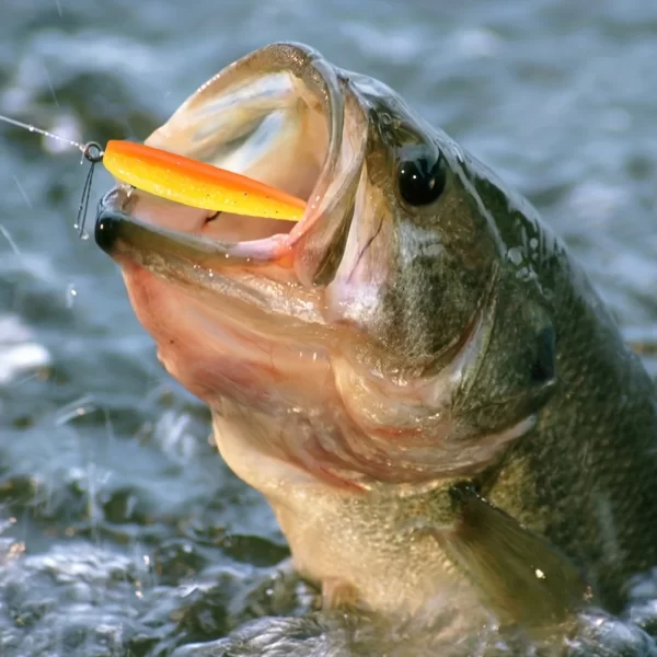 Conjunto de Amostras Softbait Cauda Paddle 50 Unidades em PVC - Image 2